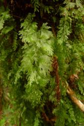 Hymenophyllum flabellatum. Fertile frond showing distinctive flabellate pinnae in the proximal half, and entire margins on the lamina segments. 
 Image: L.R. Perrie © Leon Perrie 2011 CC BY-NC 3.0 NZ
